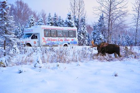 Anchorage's Winter City Tour = Samples + Stops + WildLife