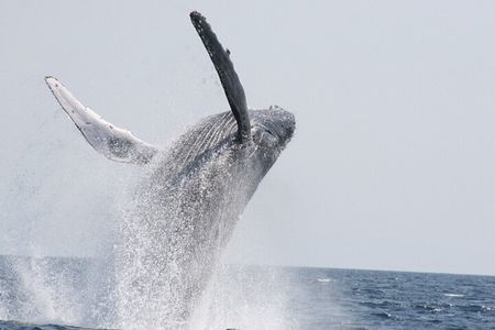 Whale Watching in Okinawa From Naha or Chatan