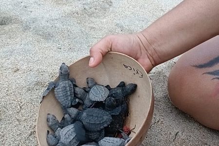 Turtles Release Adventure