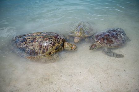 Vanuatu Cultural Village, Waterfalls, Turtles and Blue Lagoon