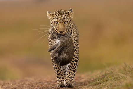 4 Days Masai Mara Nakuru Shared Budget Cruiser Safari