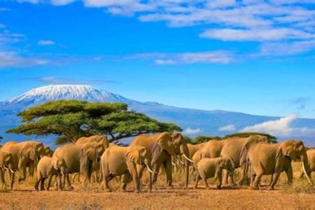Private Day Tour To Amboseli National Park
