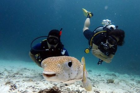 Try Scuba Diving in Racha Yai and Noi for Non-Certified