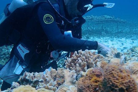  PADI AWARE Coral Reef Conservation Specialist Scuba Course