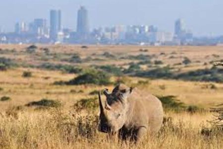 Early Morning Tour to Nairobi National Park