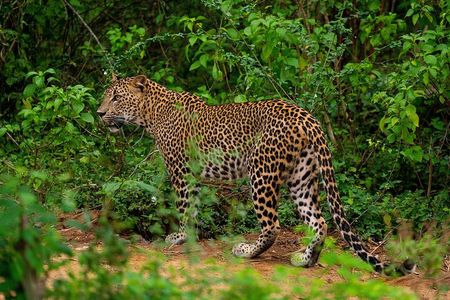 Yala National Park Leopard Safari Tours
