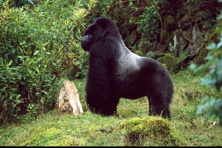1 Day Rwanda Ultimate Gorilla Trekking Safari