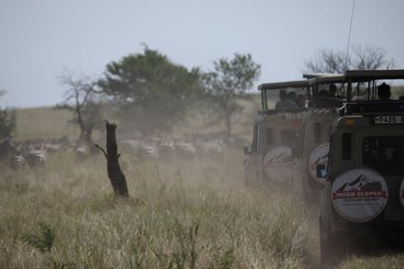 Private 6 Day Great Wildebeest Migration Ndutu Calving Season
