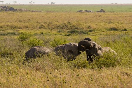 1 Day Trip Tarangire National Park