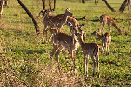 3 Days Tarangire Lake Manyara and Ngorongoro Mid-Range Safari