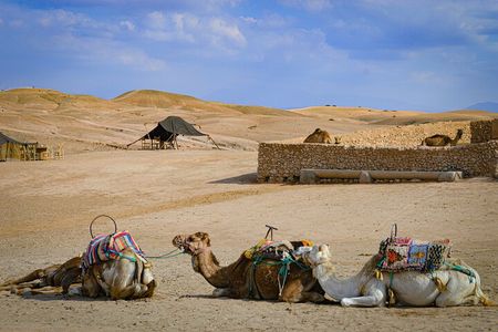 Quad, camel and dinner with show in the desert of Agafay