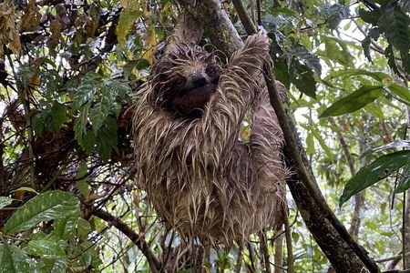 Bijagua Upala Rainforest, Trails, Sloths, Birds and others