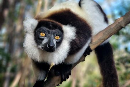 3 Days Visit of Andasibe National Park in Madagascar