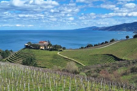 Half day Txakoli Wine and Getaria Tour