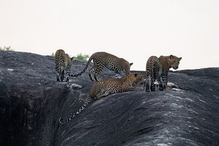 Yala National Park special Half-Day & Full-Day Safari Adventure 