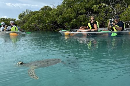 3hr Clear Kayak Tour of Mangroves, Marine Life and Iguanas