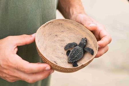 Full Day Tour Turtle Release and Bioluminescence