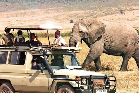 Full Day Private Ngorongoro Crater Safari starting in Arusha