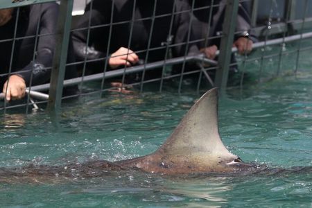 Shark Cage Diving with Return Transport from Cape Town