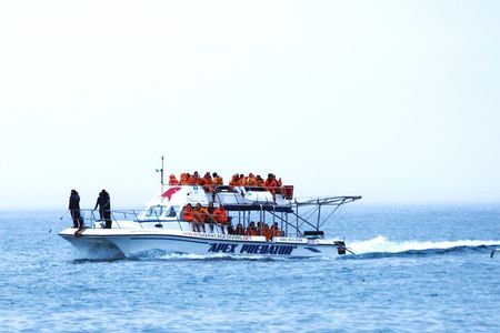 Shark Cage Diving with Return Transport from Hermanus