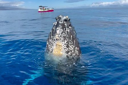 2 hour Lahaina Sunrise Whale Watch 