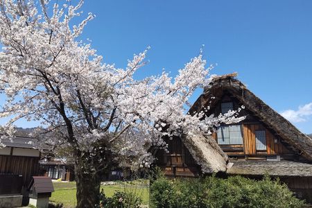 [One-day bus tour departing from Kanazawa Station] Shirakawa-go/Takayama tour platinum route bus tour