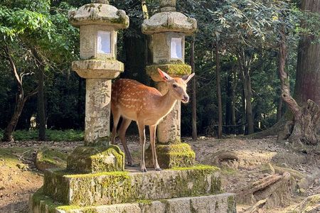 Nara: Half-Day Private Tour of 4 Must-See Spots & Deer Park
