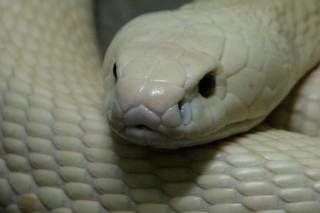  Le Mat Snake Village Tour with 10 Dishes in Hanoi