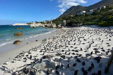 Private Full day Cape of Good Hope, Boulders Penguin, Cape Point 