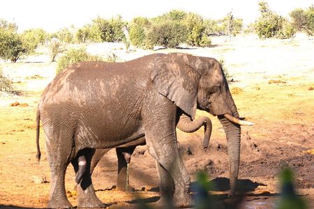 3 Days Private Trip to Victoria Falls Chobe Tour 