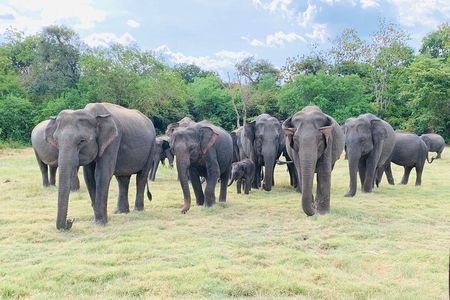 Minneriya half day tour 
