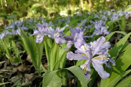 Stroll Back in Time Smokies History Streams and Forest Hike