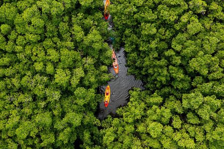 SoCoHo Eco Half Day - Mangrove Kayak & Reef Snorkeling