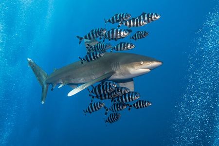 Dive Elphinstone Reef in Marsa Alam