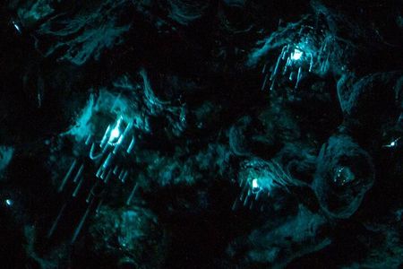 Auckland Glowworm Tours