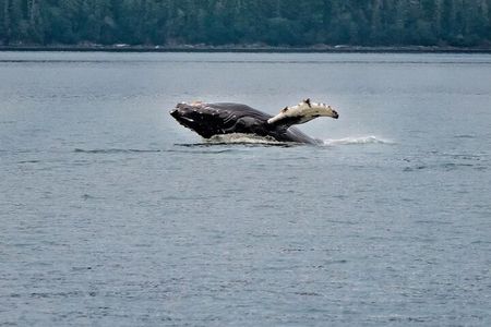 Mendenhall Glacier Waterfall and Whale Watching Tour