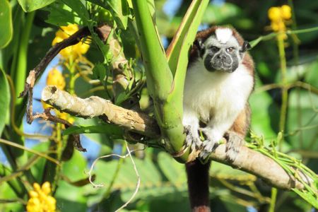 Beautiful Panama Canal Lake Nature Sightseeing