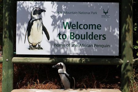 Cape Point Cape of Good Hope and Penguins Private Tour