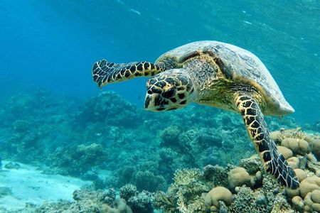Swimming with Turtles in Abu Dabbab & Transfer -Hurghada