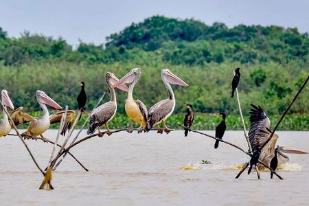 Bird Watching at Tonle Sap Forest and Lotus Farm Siem Reap