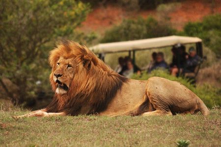 Full-Day Addo Park and Schotia Game Reserve (Open 4x4 Vehicle)