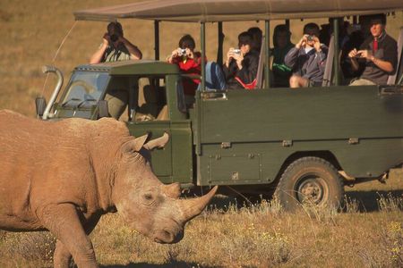 Full-Day Addo Park & Schotia Reserve (Open 4x4 Vehicle)