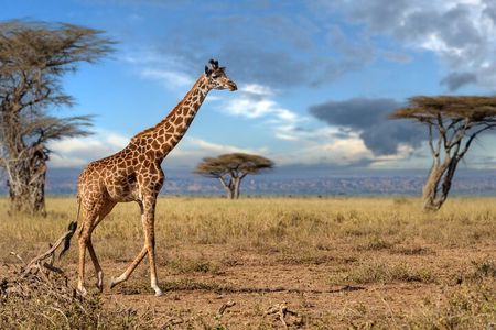 4 Days Tarangire, Serengeti and Ngorongoro Mid-Range Group Safari