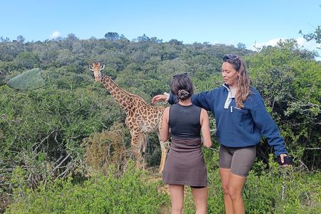 Addo Elephant National Park and Giraffe Walk Tracking Safari 