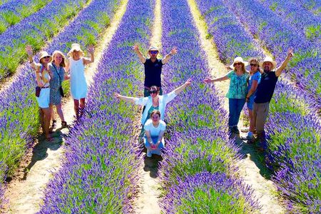 Provence Lavender Fields Tour from Aix-en-Provence