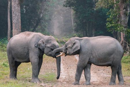  From Delhi :Taj Mahal And Agra Tour with Elephant wildlife sos
