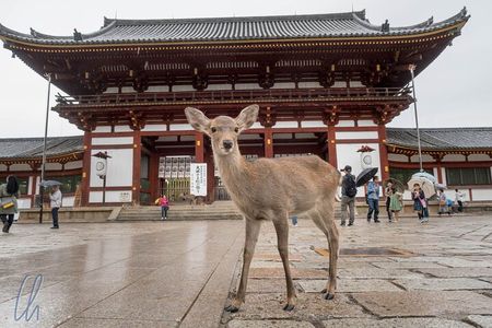 Full Day to Nara Park, Osaka and Kobe from Kyoto