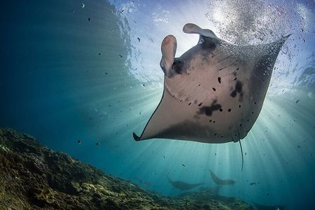Full Day Nusa Penida Snorkeling Tour to Explore 4 Top Spots
