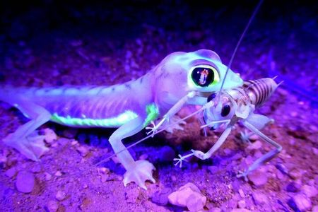Namib Desert Night Walk