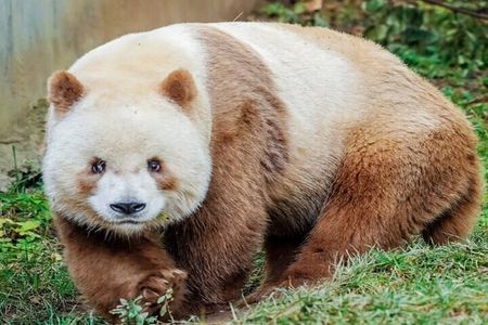 Private Half-Day tour of Xi'an Panda and 4 rare species Center